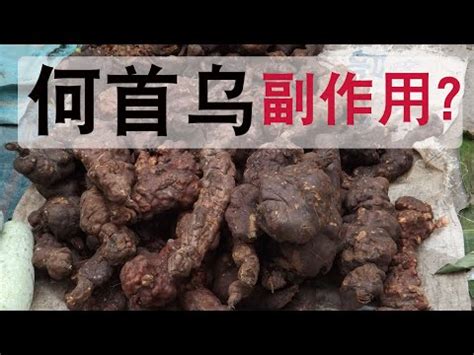 何首烏什麼人不能吃|何首烏：全面了解及其食用禁忌、功能和方法 – 杏壇中。